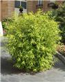 Fargesia murielae Rufa  060 080 cm Pot C3Litres