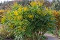 Mahonia media Charity Pot C7.5Litres