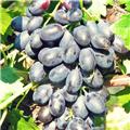 Vitis vinifera Black Helios Pot C3 ** Presque sans pépins Très résistante aux maladies et au froid ** ** Greffé / pied américain **