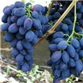 Vitis vinifera Galanth Pot C3 ** Raisins noirs, peu de pépins, gout muscat, très résistante aux maladies.** ** Greffé / pied américain **