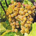 Vitis vinifera Servant ou Raisin de Noël Pot C3 ** Sucré - Résistant au froid ** ** Greffé / pied américain **