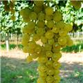 Vitis vinifera Excelsior C4 120/+ ** Raisins blancs