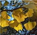 Ginkgo biloba Little Emperor Pot C5Litres ** Nain **