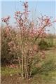 Viburnum bodnantense Charles Lamont 150 175 Pot C30Litres