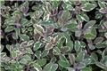 Salvia officinalis Tricolor - Sauge comestible panachée Pot P14