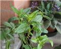 Mentha piperita Pot P14 ** menthe poivrée **