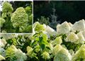 Hydrangea paniculata Magical Lime Sparkles C5 Litres