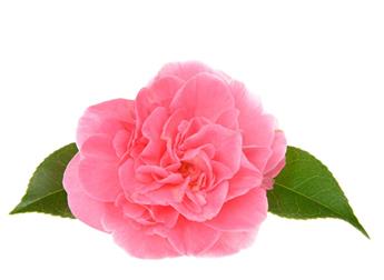 Camellia japonica Marie Bracey 8 ans 80 100 cm Pot C10L