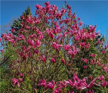 Magnolia Susan 100 125 Pot C12 XTRA