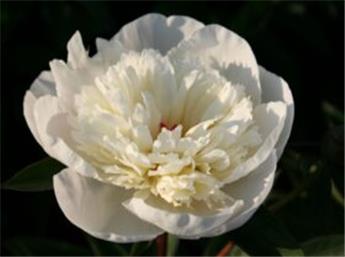 Paeonia lactiflora Immaculee Pot C2.5Litres