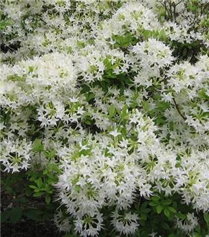 Azalea japonica White Spider Pot P19cm *** Nouvelle Variété*****