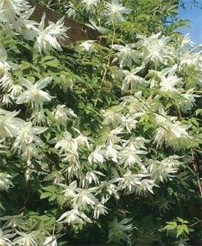 Clematis alpina Albina Plena Pot 16 - C2