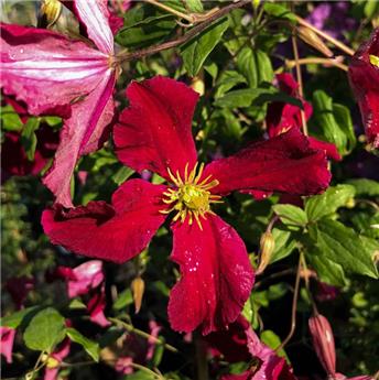 Clematis viticella Vitiwester Pot P17cm