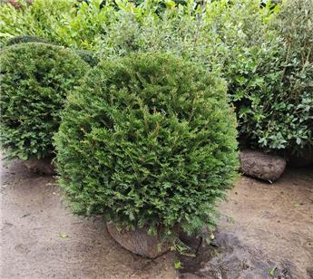 Taxus baccata Boule D 90 / 95 cm