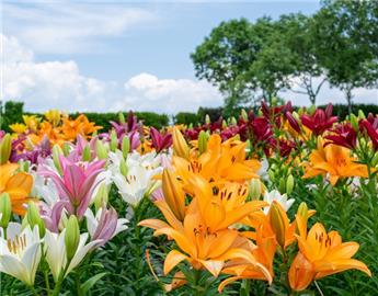 Lilium orientalis Melange P17cm