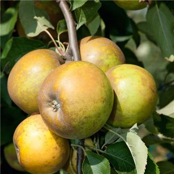 Pommier Sainte Germaine BIO Buisson FORT Prêt à produire * Anc. variété: 1750 **