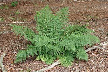 Athyrium Filix Femina Pot C.2Litres ** Grande fougère **