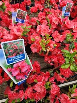 Azalea japonica Flash Dance Orange 30 40 Pot P17