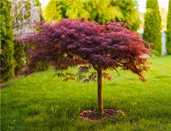 Acer palmatum Inaba Shidare Tige 80 Pot C15