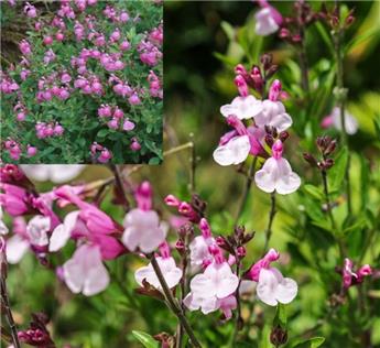 Salvia microphylla Pink Lips Jeremy XXL Pot P23 cm