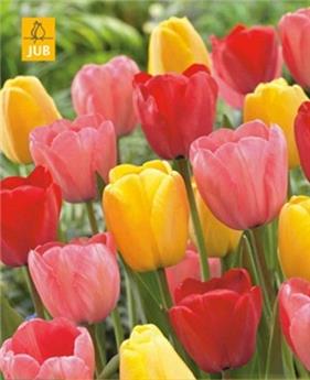 Tulipe darwin hybride mix * 10 pc cal.11/12