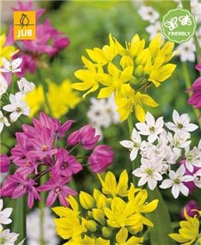 Allium nain Varié * 25 pc 16/18 * NEW 2024