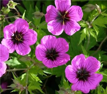 Geranium  Pink Penny Pot C2Litres ** Vivace à très longue floraison.