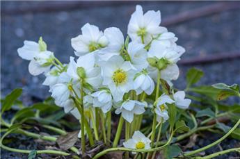 Helleborus niger Pot P12 ** Rose de Noël **