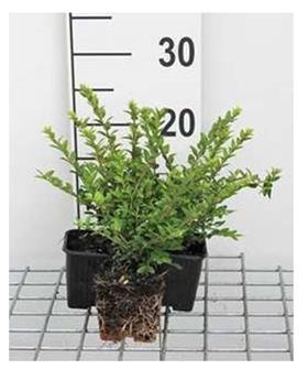 Lonicera nitida maigrun 10 20 cm Pot P9 **** Remise importante à partir de 30 plantes **