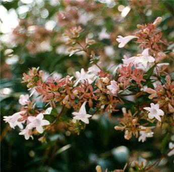 Abelia grandiflora c2