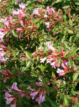 Abelia grandiflora Edward Goucher pyramide 100 125 Pot C15 ** Plante forte **