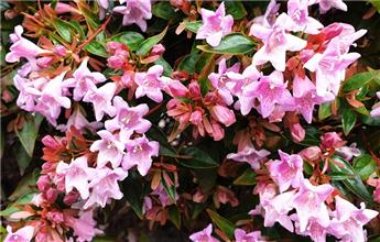 Abelia pinky bells c10