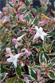 Abelia grandiflora Steredenn Levabes Pot C4