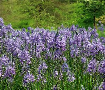 Camassia cusickii * 2 pc cal.14/+