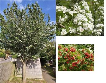 Crataegus monogyna 10 12 Haute Tige  ** Aubépine blanche **