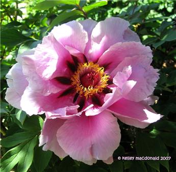 Paeonia suffruticosa Lan Bao Shi Pot C2Litres ** Pivoine arbustive **