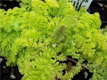 Tanacetum parthemium Aureum  C 1.5L