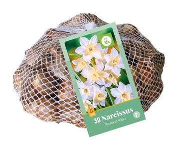 Narcisse Botanique Blanc * 30 pc cal. 10/12  ** Jonquille sauvage ***