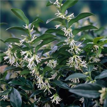 Sarcococca hookeriana Dragon Gate 020 030 cm Pot C3L ** Parfumé **