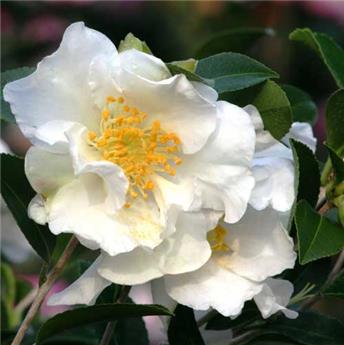 Camellia japonica Winter Perfume Pearl 60 80 cm Pot C3L