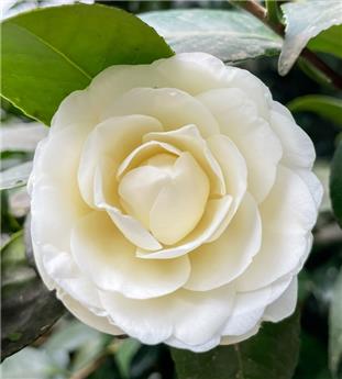 Camellia japonica Centifolia Alba 8 ans 80 100 cm Pot C10