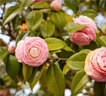 Camellia japonica Sacco Vera 5 ans 80 100 cm Pot C5