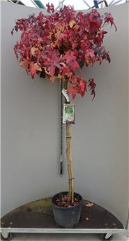 Liquidambar styraciflua Gumball Demi Tige Pot C12 * Tronc 120 cm