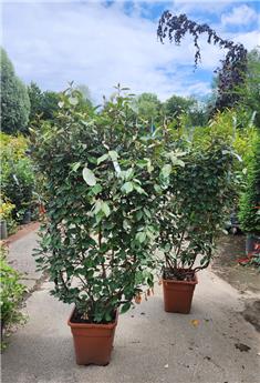 Elaeagnus ebbingei Palissé 120 larg. 100 cm sur cadre Pot C18