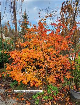 Parrotia persica Multitroncs 250 300 Motte Cépée large XXXL