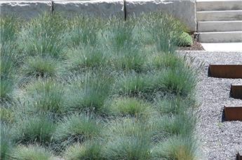 Festuca glauca Intense Blue Pot P17 cm - C3Litres