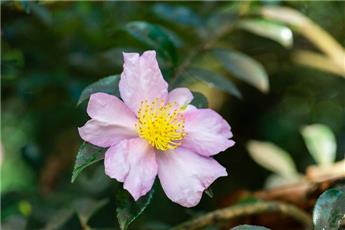 Camellia sasanqua 60 80 cm Pot