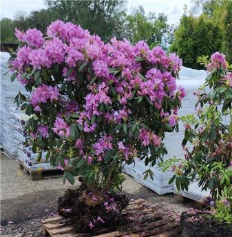 Rhododendron Catawbiense Grandiflorum 150 175 cm **  Super XXTRA Fort **