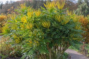 Mahonia media Charity Pot C7.5Litres