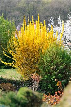 Forsythia intermedia Spring Glory Pot C3